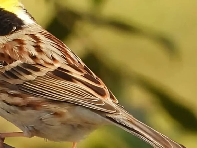 木の枝に立つミヤマホオジロの写真