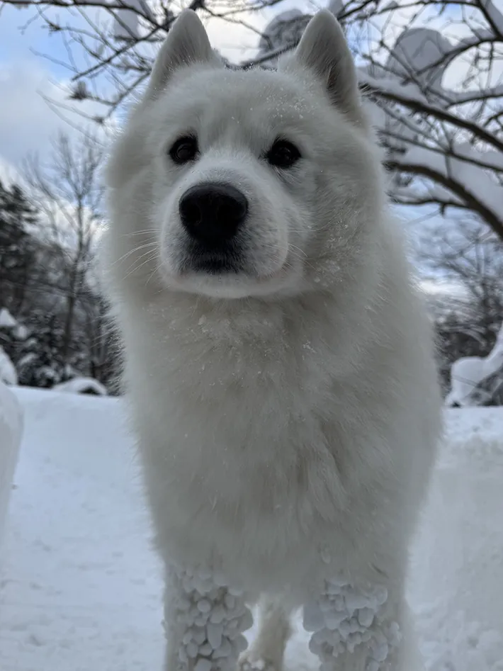 サモエドの画像