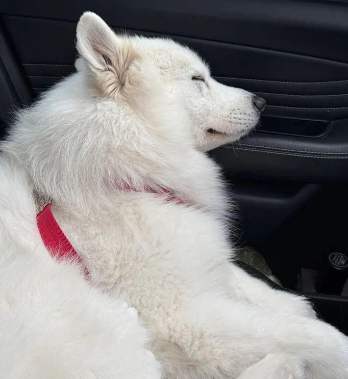 サモエドの画像