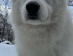 サモエドの画像