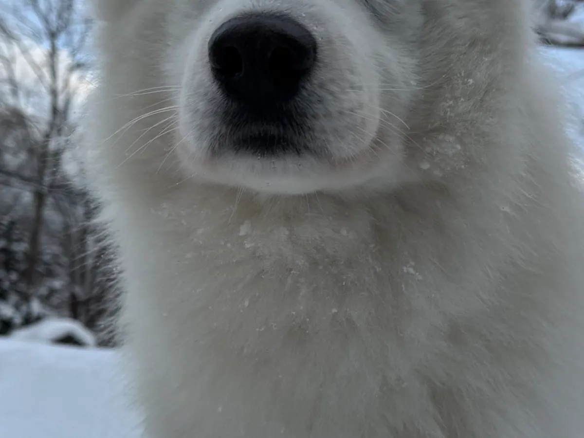 サモエドの画像