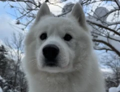 サモエドの画像