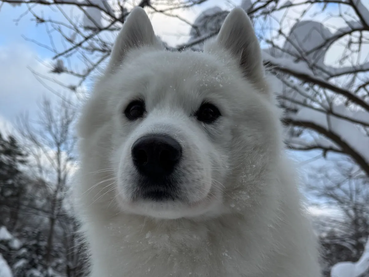 サモエドの画像