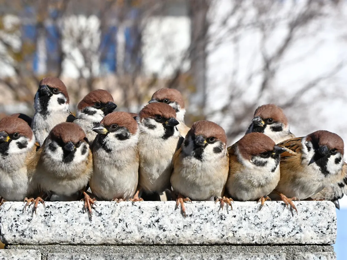 スズメの群れ