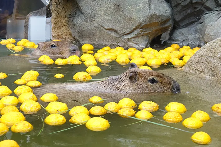 ゆず風呂に浸かるカピバラの写真