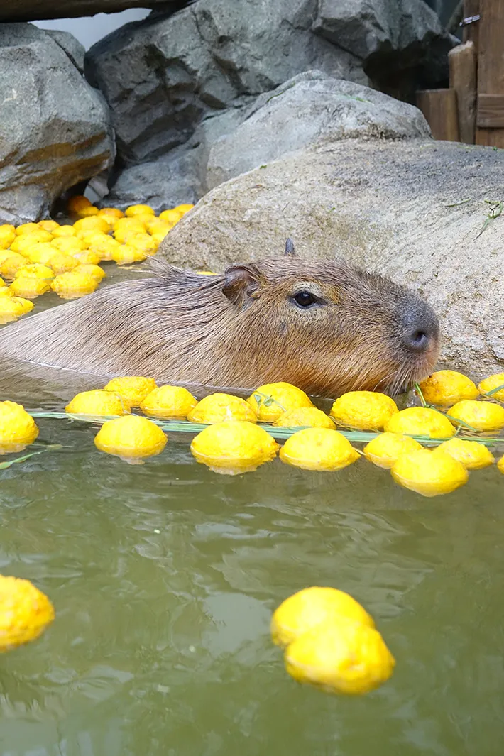 ゆず風呂に浸かるカピバラの写真