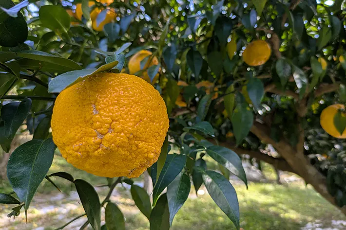 木になるゆずの写真