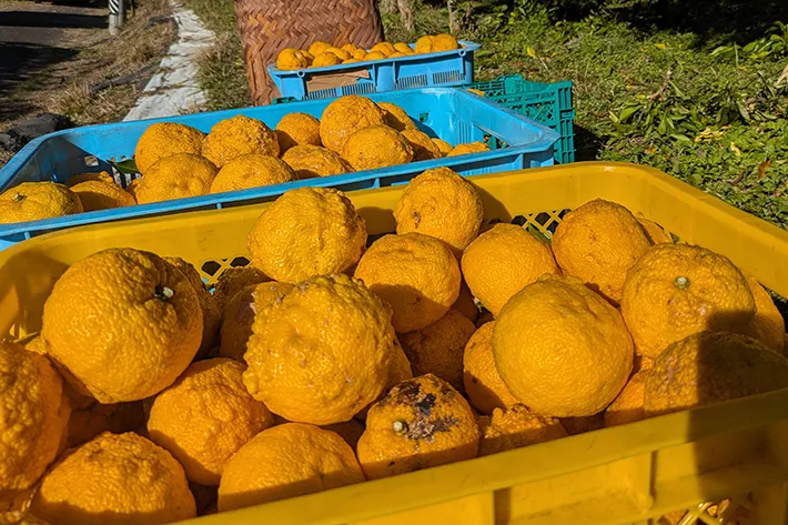 箱の中に入ったゆずの写真