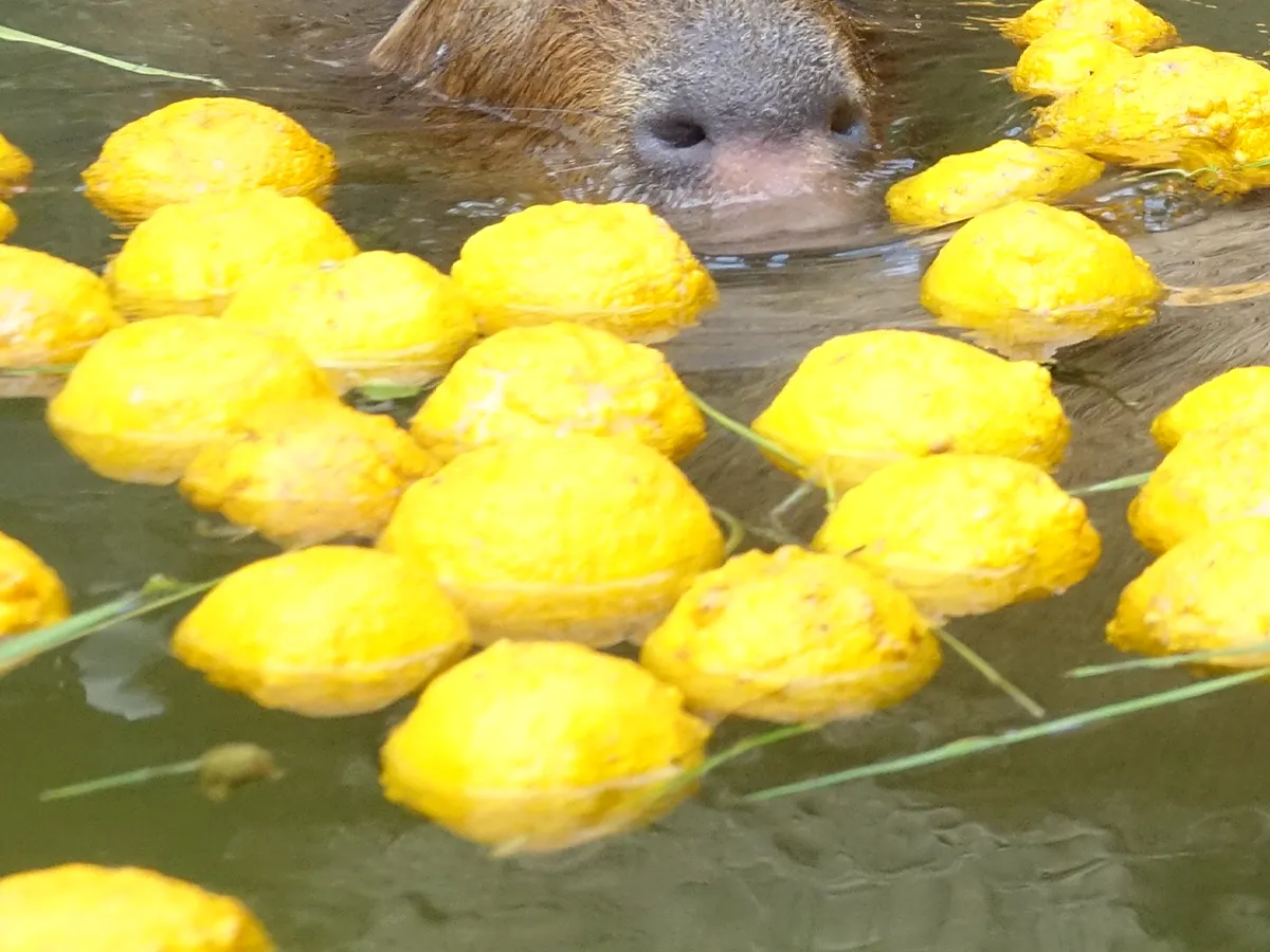 ゆず風呂に入るカピバラの写真