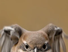 モズの飛翔写真