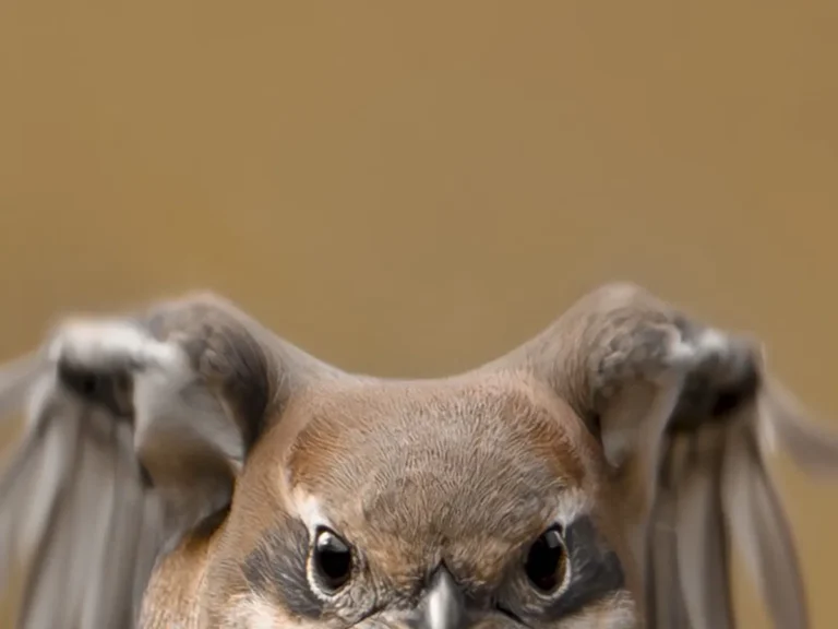 モズの飛翔写真