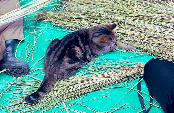 わらのそばでくつろぐ猫の写真