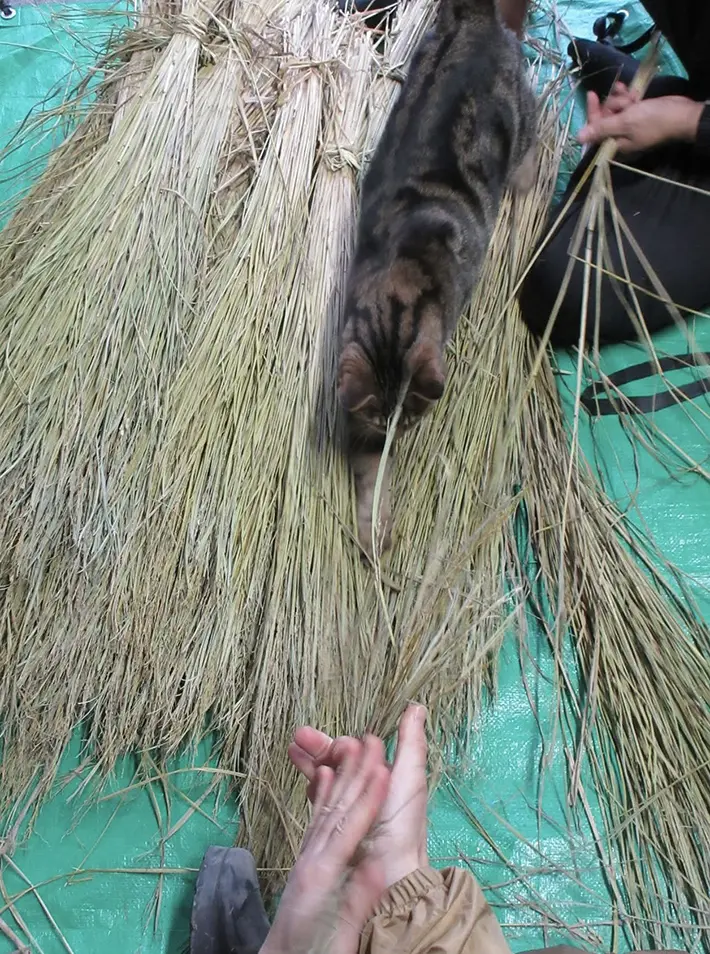 わらのそばでくつろぐ猫の写真