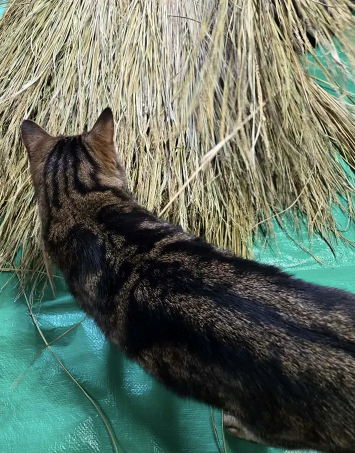 わらを見つめる猫の写真