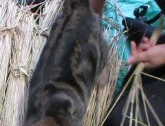 わらのそばでくつろぐ猫の写真