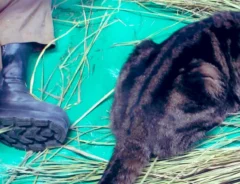 わらのそばでくつろぐ猫の写真