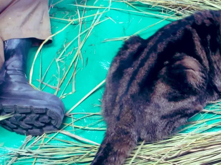 わらのそばでくつろぐ猫の写真