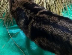 わらを見つめる猫の写真