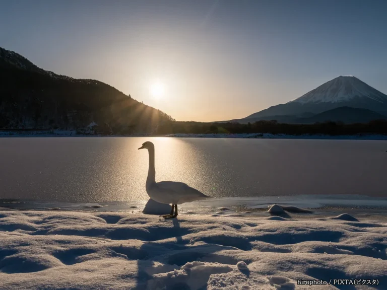 富士山とツルの写真