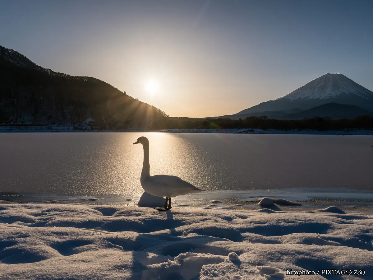 富士山とツルの写真
