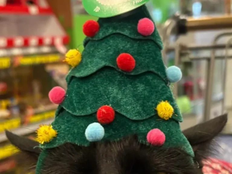 帽子をかぶった猫の写真