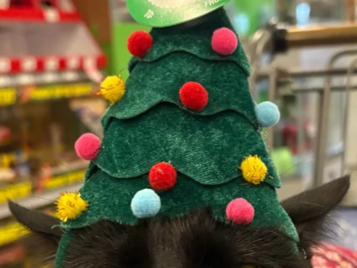 帽子をかぶった猫の写真