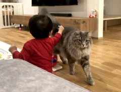 子供と猫