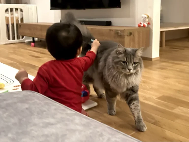 子供と猫