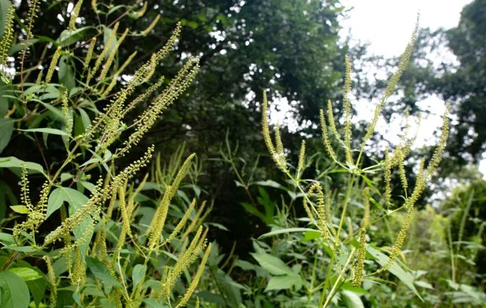 ブタクサの写真