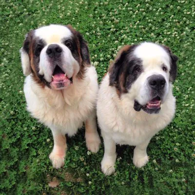 キシイーヌの写真