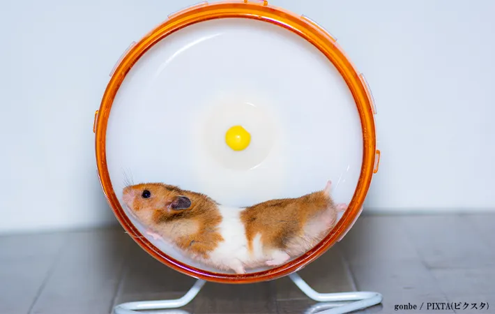 ハムスターの画像