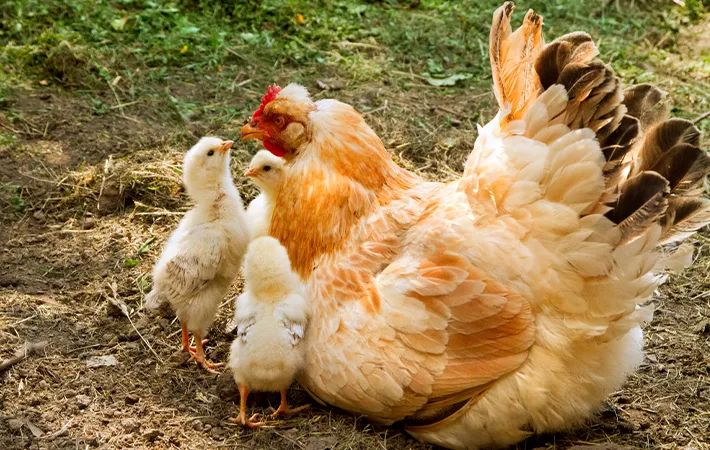 ニワトリの画像