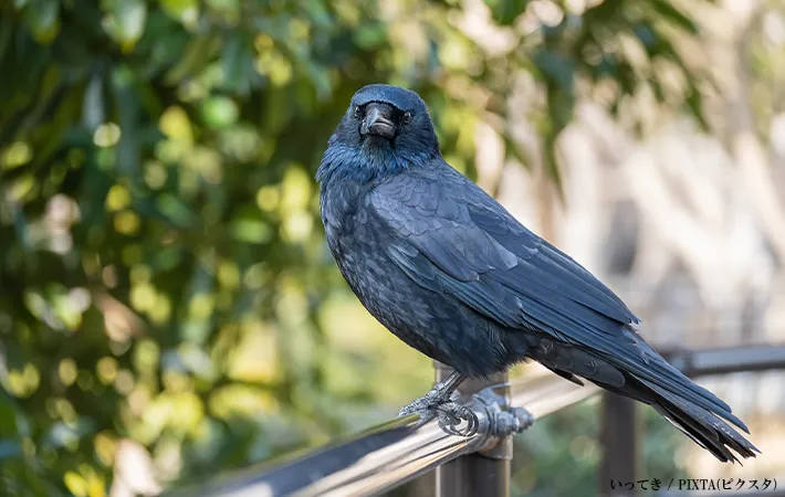 飼育下でのカラスの寿命