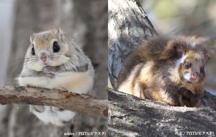 『モモンガ』と『ムササビ』の違いを解説！特徴と比較ポイントも