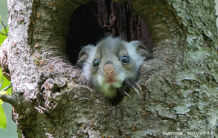ムササビは日本での飼育は不可
