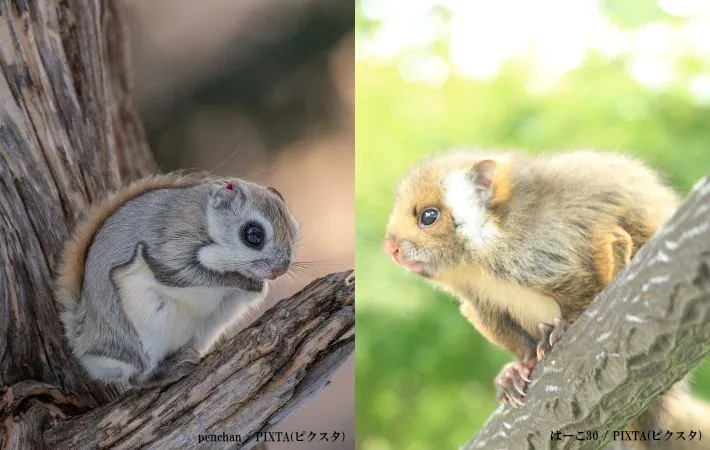 『モモンガ』と『ムササビ』の英語、漢字、名前の違い