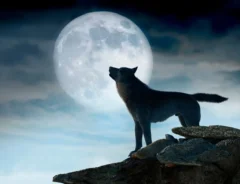 1月の満月『ウルフムーン』とは？名前の由来やスピリチュアルな意味、願い事についても紹介！