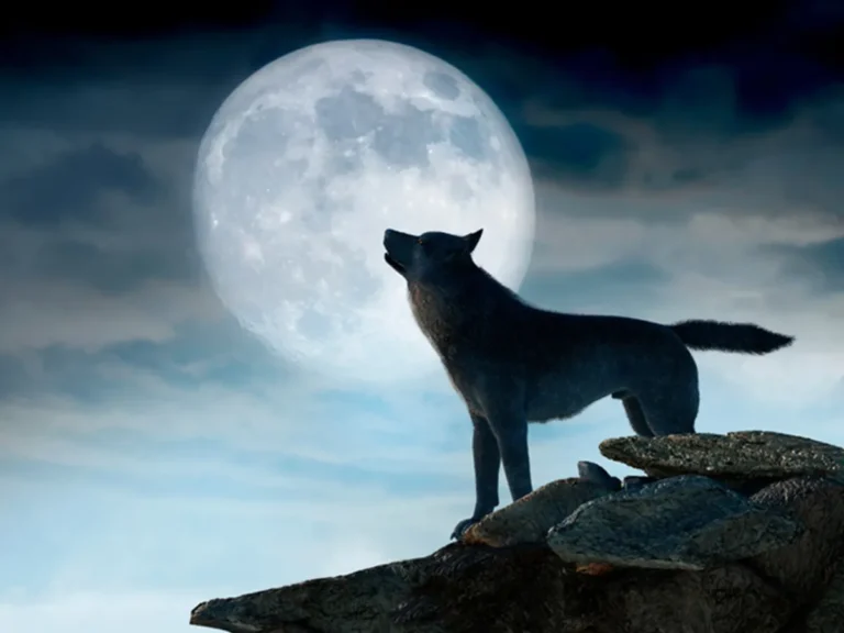 1月の満月『ウルフムーン』とは？名前の由来やスピリチュアルな意味、願い事についても紹介！