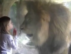こんなライオン見たことない　少女からキスを送られた時の反応が…