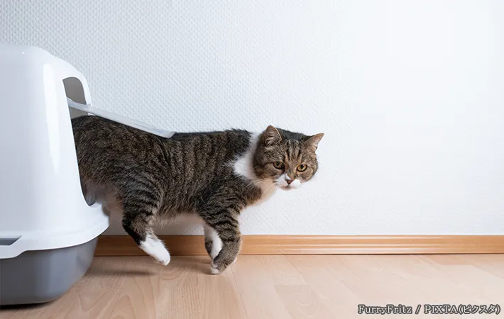 猫とペットトイレの写真