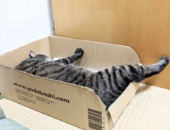 猫の写真（撮影：grape編集部）