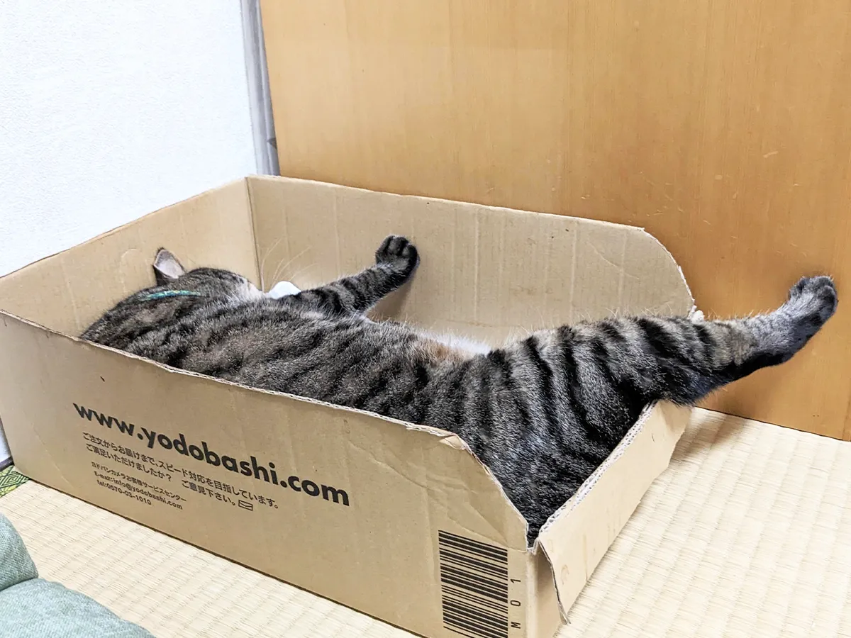 猫の写真（撮影：grape編集部）