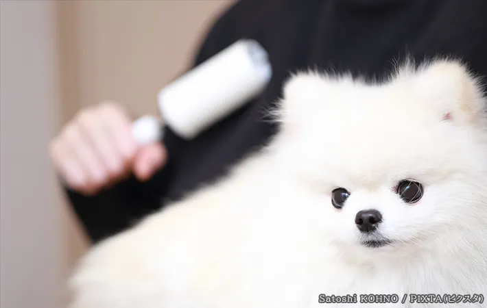 犬と粘着クリーナーの写真