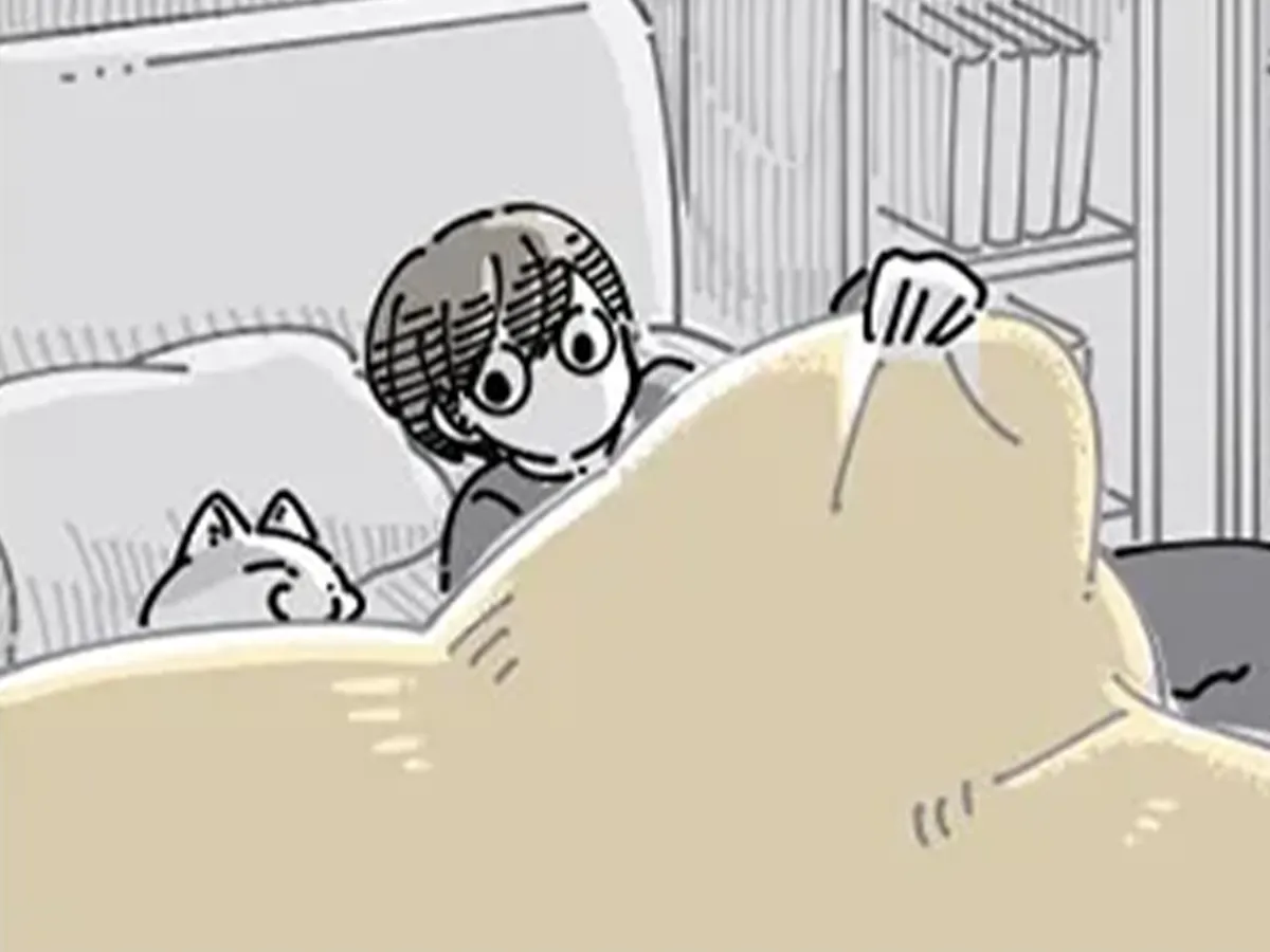 就寝前の猫を描いた漫画の写真
