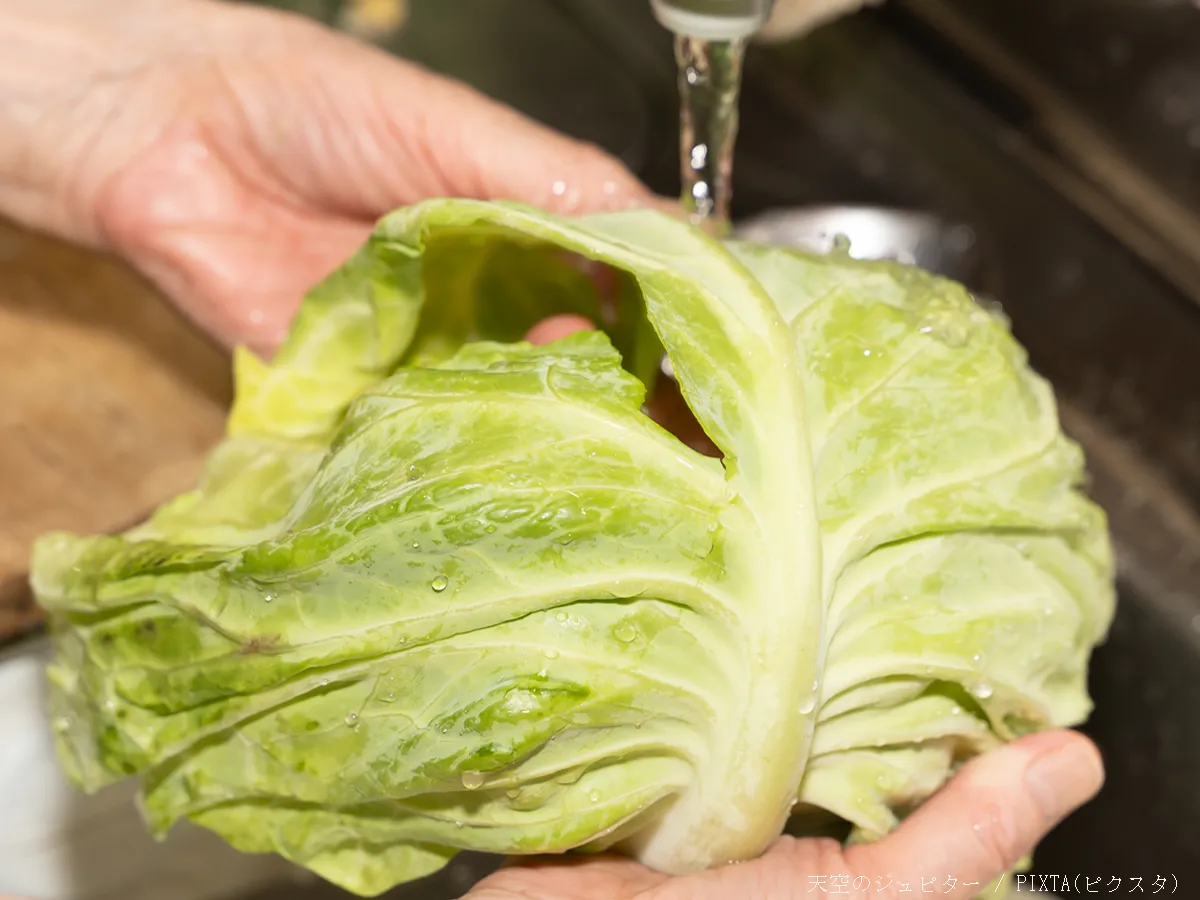 キャベツの写真