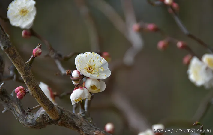 梅の花の写真