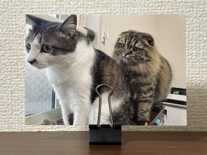 ダブルクリップの金具部分に写真を挟んだ画像（撮影：grapeライフハック編集部）