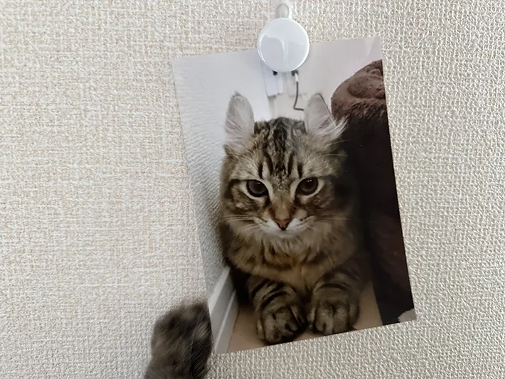 マグネットで貼りつけた写真に攻撃する猫の前脚が写る画像（撮影：grapeライフハック編集部）
