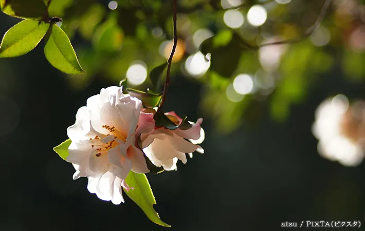 サザンカの花の写真