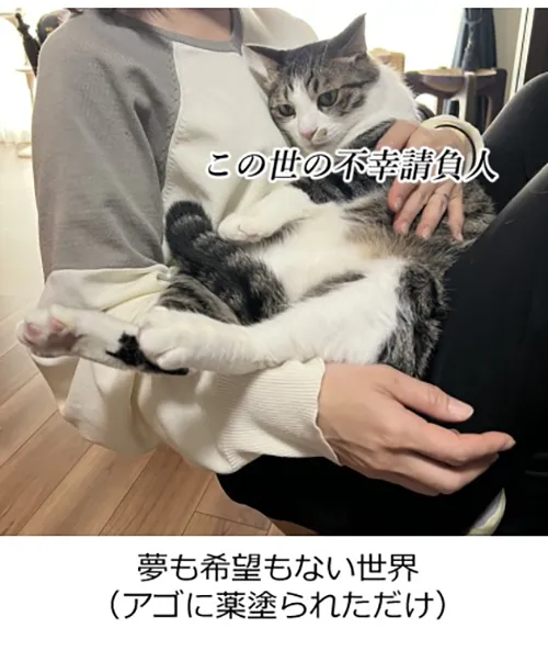 猫の画像